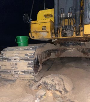 Tartaruga marinha é encontrada desovando em obra na Praia de Jatiúca