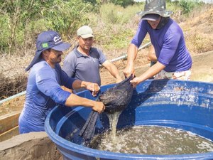 Desenvolvimento da produção de camarão em Arapiraca é tema de encontro com associação de carcinicultores