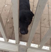 Moradores denunciam vizinho por maus tratos a animal