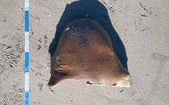 Pesquisadores ficaram com as cabeças dos tubarões-lixa para estudo