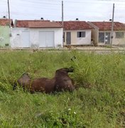 Prefeitura não recolhe animal morto e moradores não suportam fedentina