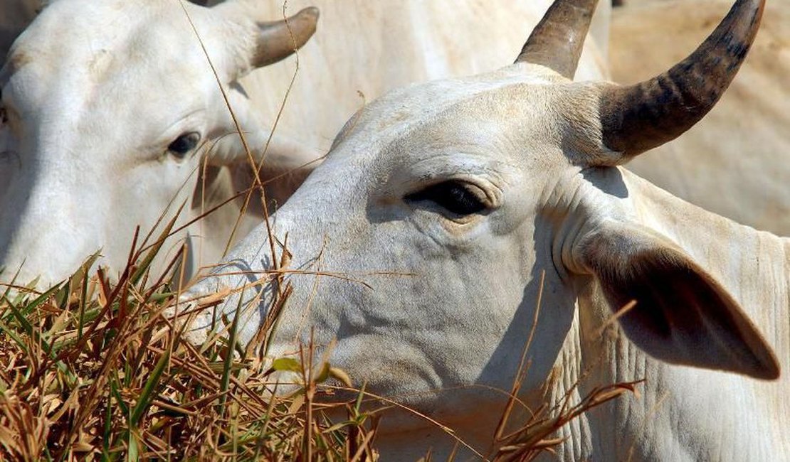 Abate de bovinos e suínos cresce no segundo trimestre no país