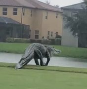 Jacaré gigante atravessa campo de golfe durante passagem de ciclone na Flórida