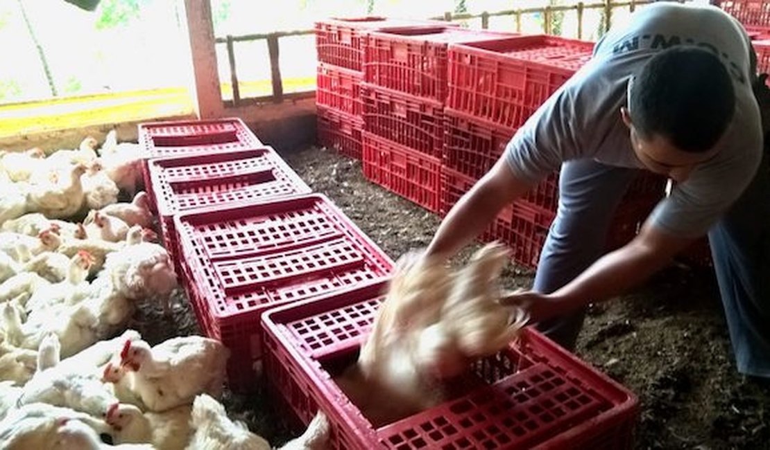 Apanhador de frango: conheça um dos piores empregos do país