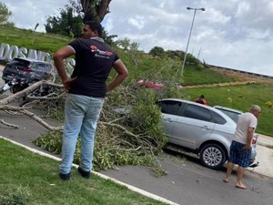 Em Palmeira, veículos são atingidos por queda de árvores após ventos fortes