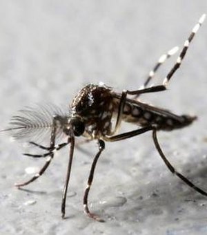 Janeiro registra aumento dos casos suspeitos de dengue em Arapiraca