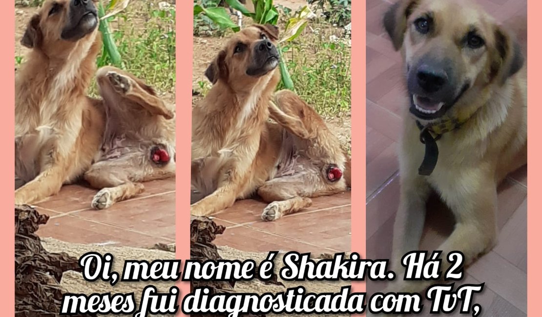 Cadelinha Shakira precisa de ajuda para fazer quimioterapia