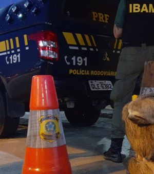 Ação conjunta da PRF com Ibama resgata bicho-preguiça em São Miguel dos Campos