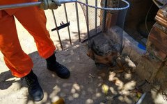 Raposa é capturada em quintal de residência em Maragogi