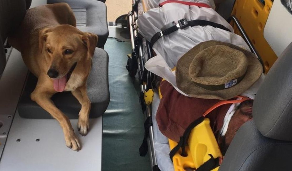 Fiel, cão acompanha dono até sua internação em hospital no DF