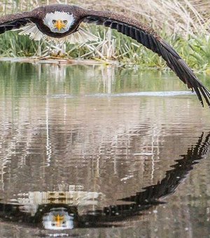 A incrível foto de águia que viralizou e surpreendeu fotógrafo amador
