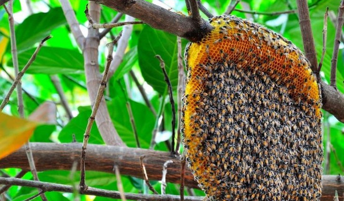 Bombeiros são acionados para três ocorrências com abelhas num intervalo de 20min em Arapiraca