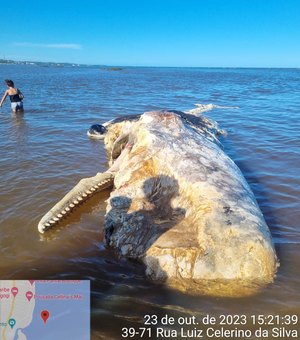 Baleia é achada morta na Praia de São Bento