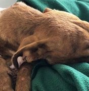 Cachorro é resgatado de escombros um mês após furacão Dorian