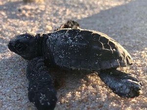 Filhotes de tartarugas são soltos no mar de Riacho Doce, em Maceió