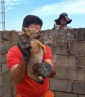 Filhote de raposa é capturado em posto de combustíveis na BR-104