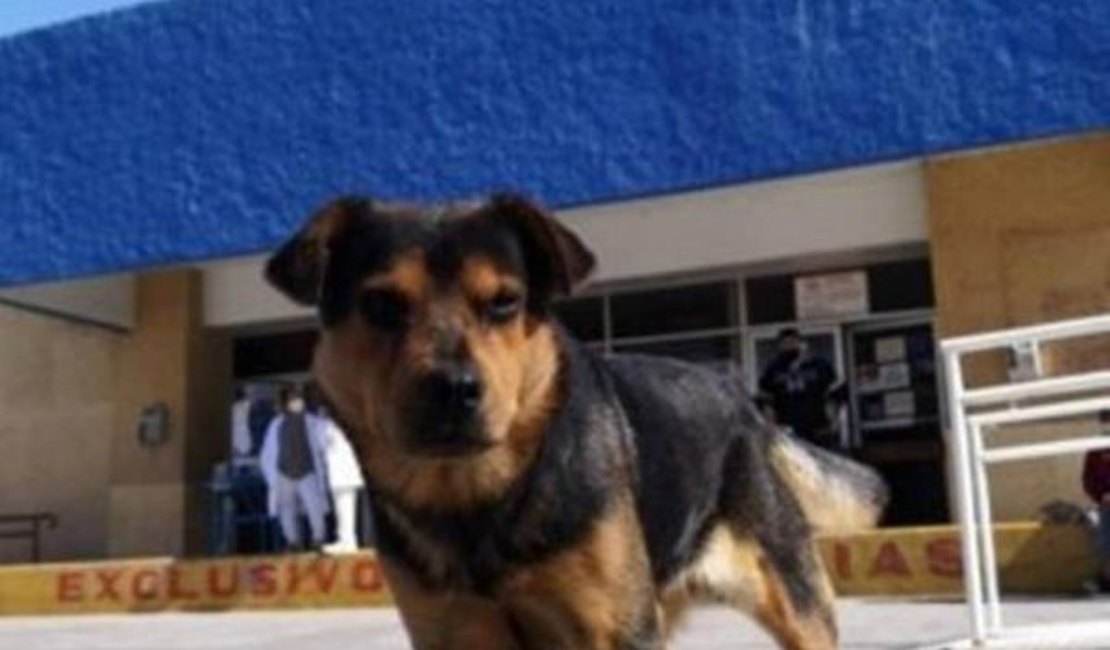 Cãozinho espera há mais de um mês por dono que morreu de Covid-19