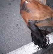 Cavalo morre após colisão com dois homens em uma moto