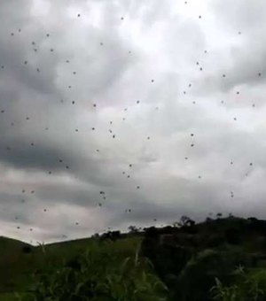 'Chuva de aranhas' assusta moradores em Minas Gerais