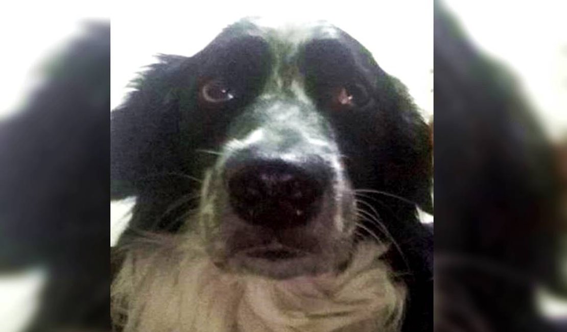 Cachorro morto em ataque de abelhas recebeu 200 picadas só no focinho