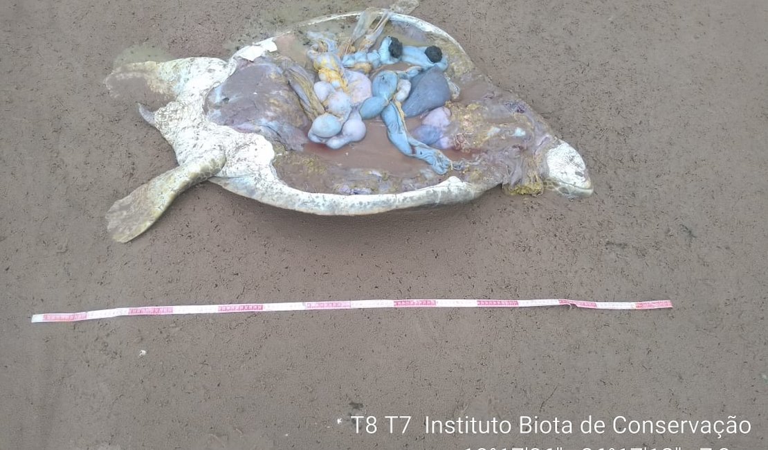 Tartaruga marinha é encontrada mutilada na praia de Feliz Deserto