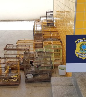 Homem é preso pela PRF com 22 gaiolas com pássaros silvestres