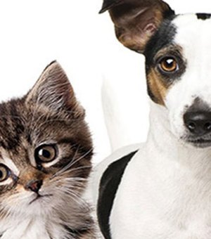 Feira de adoção de cães e gatos acontece no próximo domingo (16)
