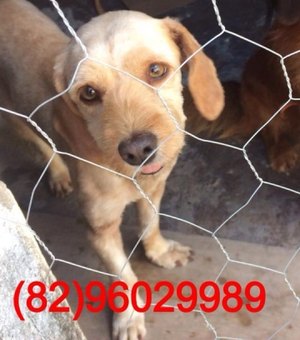 Donos procuram cadela que desapareceu no Alto do Cruzeiro
