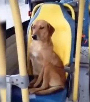 Cachorro é filmado sentado como um passageiro comum em ônibus e viraliza
