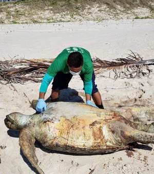 Tartarugas são encontradas mortas em praias do litoral sul de Alagoas