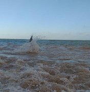 Baleia encalhada na Barra de Santo Antônio é reintroduzida ao mar