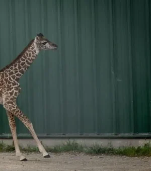 Filhote de girafa ameaçada de extinção nasce em zoológico nos EUA