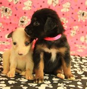 Centro de Zoonoses disponibiliza cães e gatos para adoção