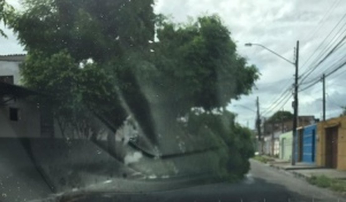 Árvore cai no bairro Santa Lúcia e deixa trânsito lento em avenida