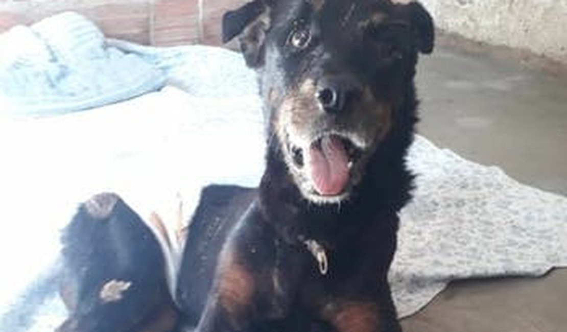 Cachorro resgatado após ser enterrado vivo precisa de doações