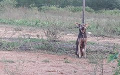 Cachorro foi amarrado e abandonado próximo ao Lago do Perucaba, em Arapiraca
