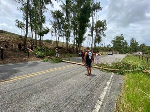Árvore de eucalipto cai em rodovia, e assusta populares em Porto de Pedras