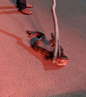 Cobra jiboia é capturada por populares em Japaratinga