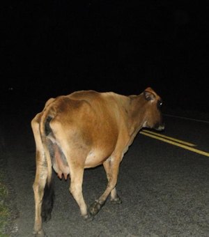 Veículo mata vaca após colisão frontal na zona rural de Palmeira