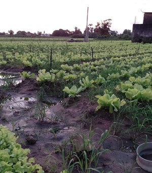 [Vídeo] Excesso de chuvas provoca estragos nas lavouras de hortaliças em Arapiraca