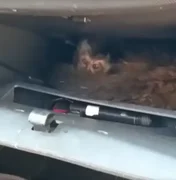Macacos-prego são encontrados dentro de porta-luvas de carro em SP