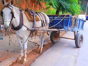 Carroceiro tem cavalo furtado enquanto trabalhava em Arapiraca