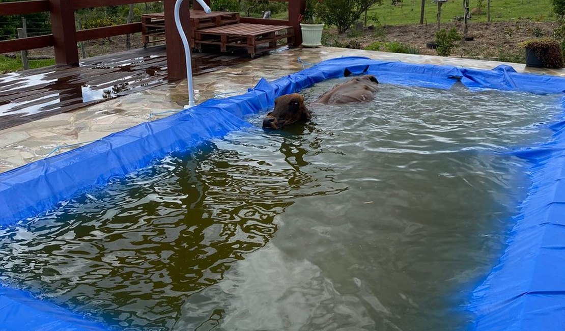 Vaca invade chácara e cai dentro de piscina no interior de SP