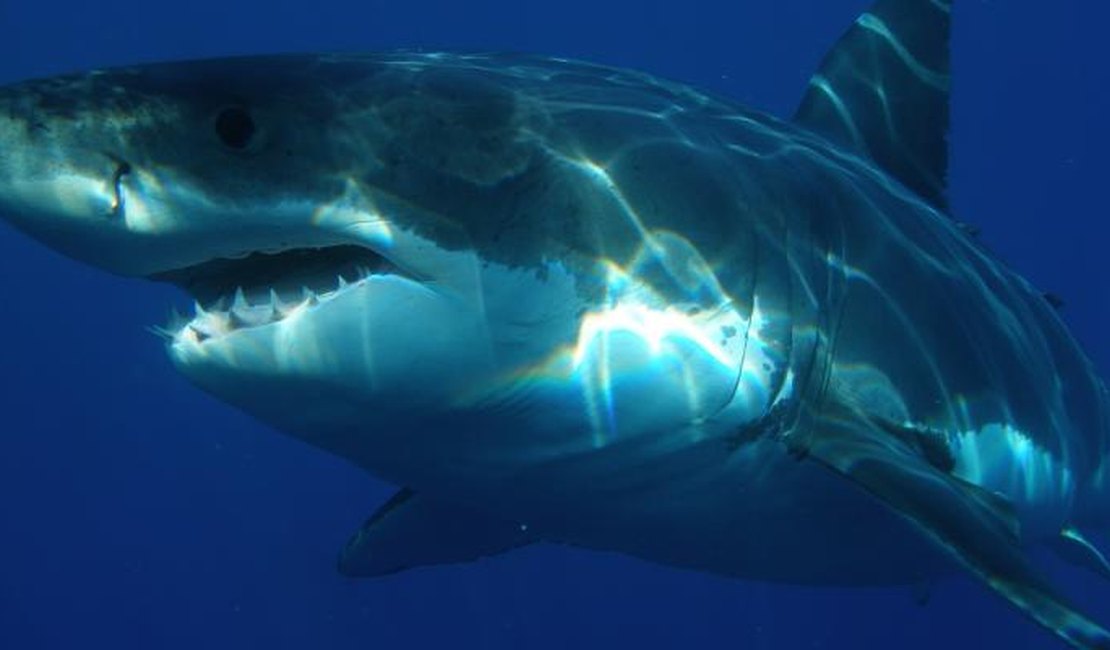 [Vídeo] Tubarão-branco assusta mergulhador que nadava próximo à costa 