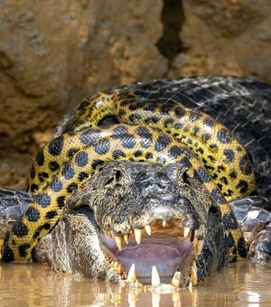 Fotógrafo americano flagra sucuri lutando contra jacaré no Pantanal em MT