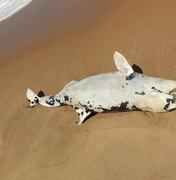 Golfinho é encontrado morto na praia de Cruz das Almas