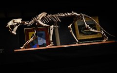 Esqueleto que foi leiloado na Suíça