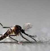 Brasil tem 45 mortes confirmadas por dengue, chikungunya e zika em 2018