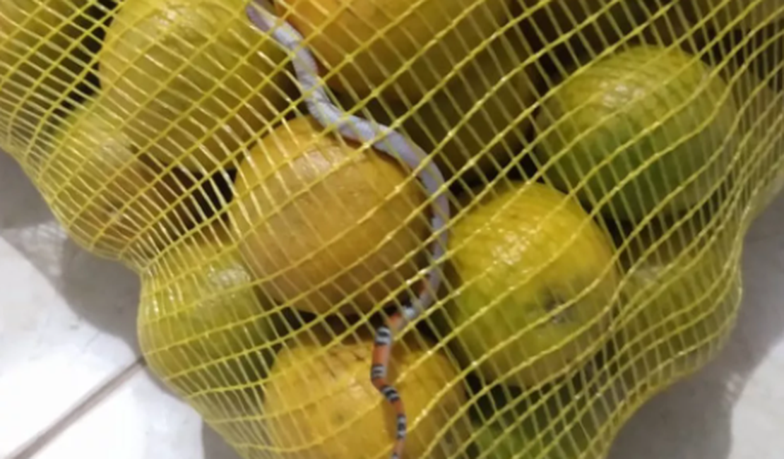 Mulher acha cobra em saco de laranja comprado em mercado: 'Gritei muito'