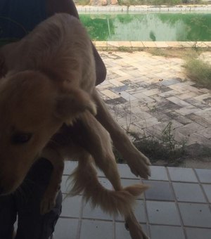 OAB/AL constata abandono de cães em residência e proprietária deve responder pelo crime